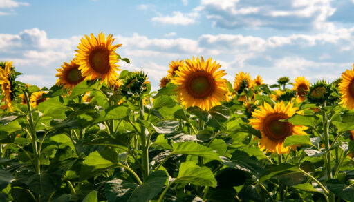 Тюменские аграрии этой весной начнут посев редких культур