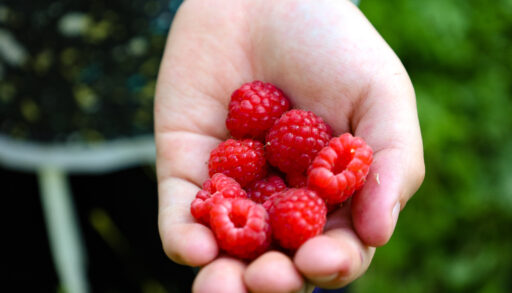 Продукты, снижающие риск рака, названы профессором Росбиотеха