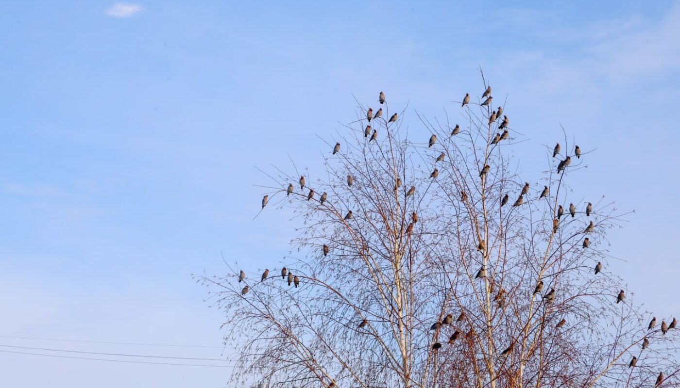 Мороз и солнце: погода на выходные в Тюмени