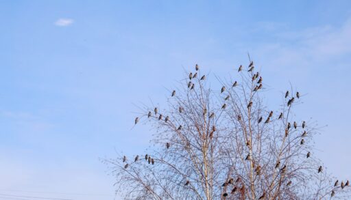 Мороз и солнце: погода на выходные в Тюмени