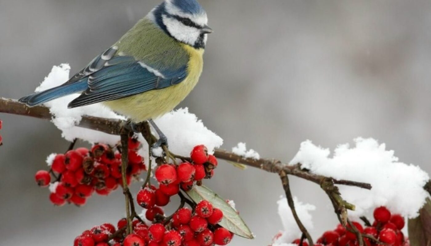 Четверг в Тюмени будет морозным