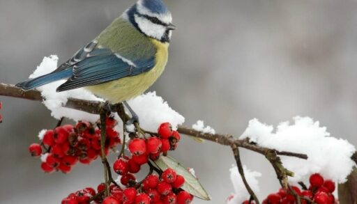 Свиристели предвещают в Тюмени раннюю весну