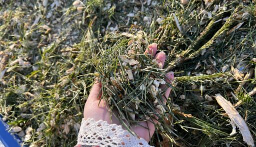 Новогодние елки вернули тюменцам почти 4 тонны опилок