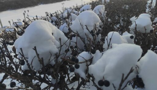 В Тюменской области январь в этом году оказался на 3 градуса холоднее нормы