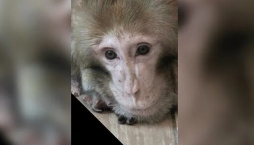 В Тюмени умер цирковой артист-долгожитель макак Бабасик