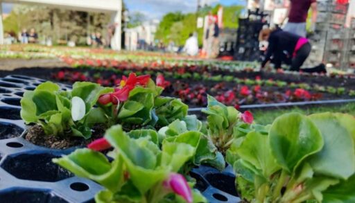 К 440-летию Тюмени клумбы оформят в стиле деревянной резьбы