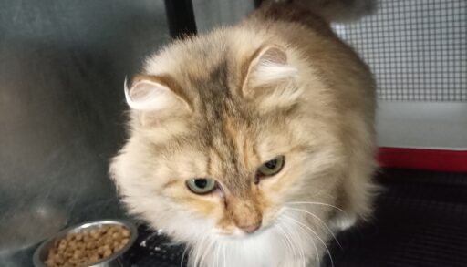 1 марта отмечается Всемирный день кошек