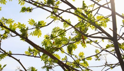 Синоптики прогнозируют в Тюмени холодный и снежный март