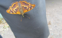 «Неужели весна?» В Тюмени проснулись первые бабочки: фото 