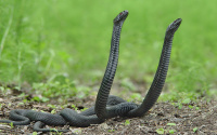 В Тобольском районе девятилетнюю девочку укусила змея