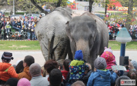 В Тюмени показали бесплатно слонов великанов: они общались с людьми, кушали фрукты и осыпали себя опилками