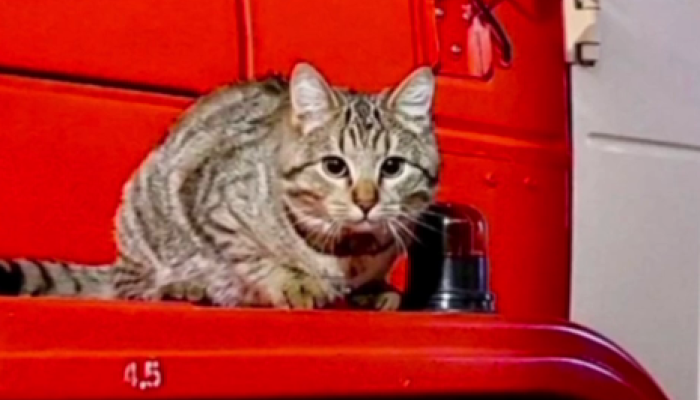 В память о тюменском коте Семене в России создан кошачий отряд МЧС |  13.05.2023 | Тюмень - БезФормата