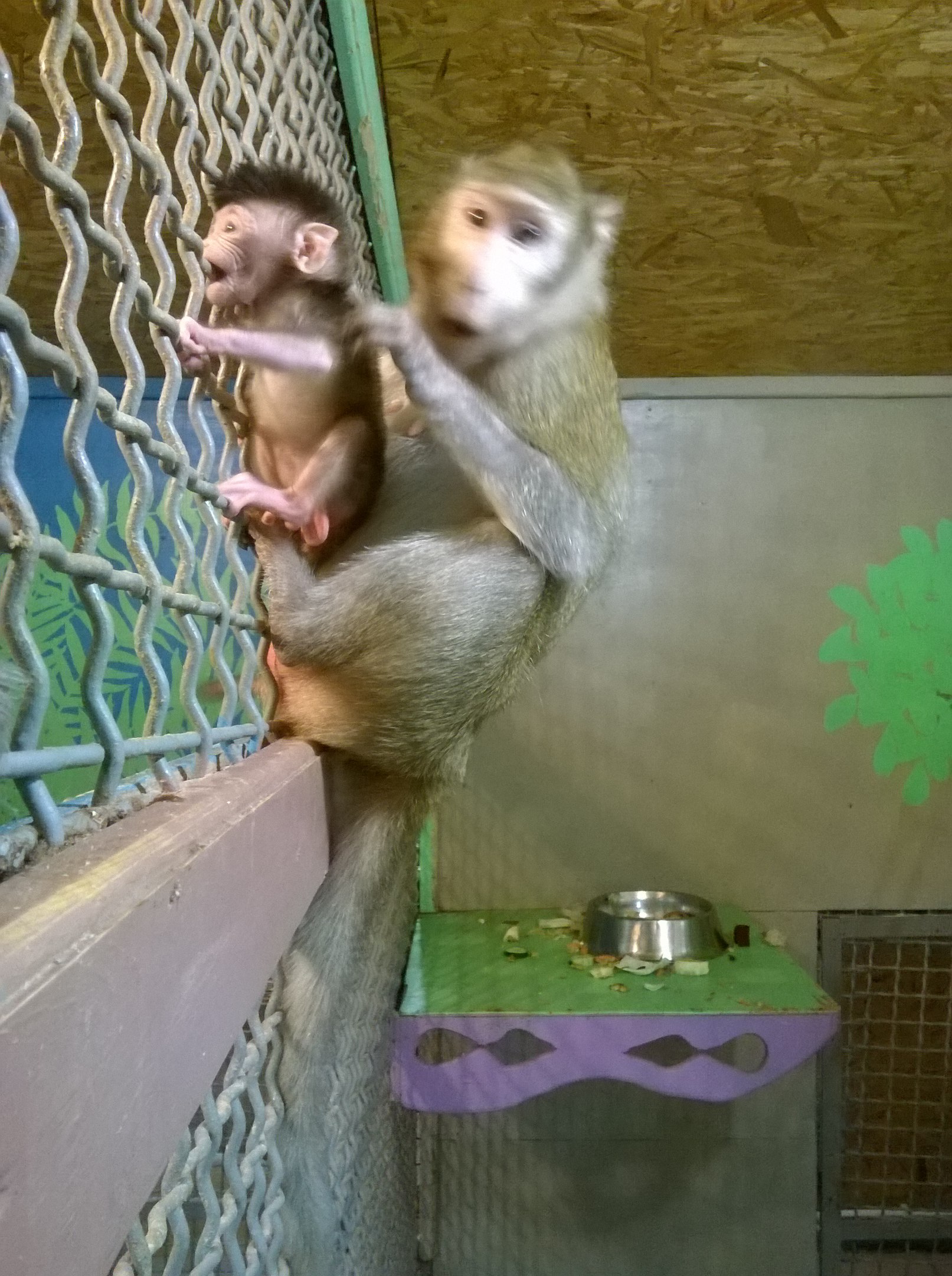 В тюменском зоопарке родилась новорожденная макака - 2 января 2016 года