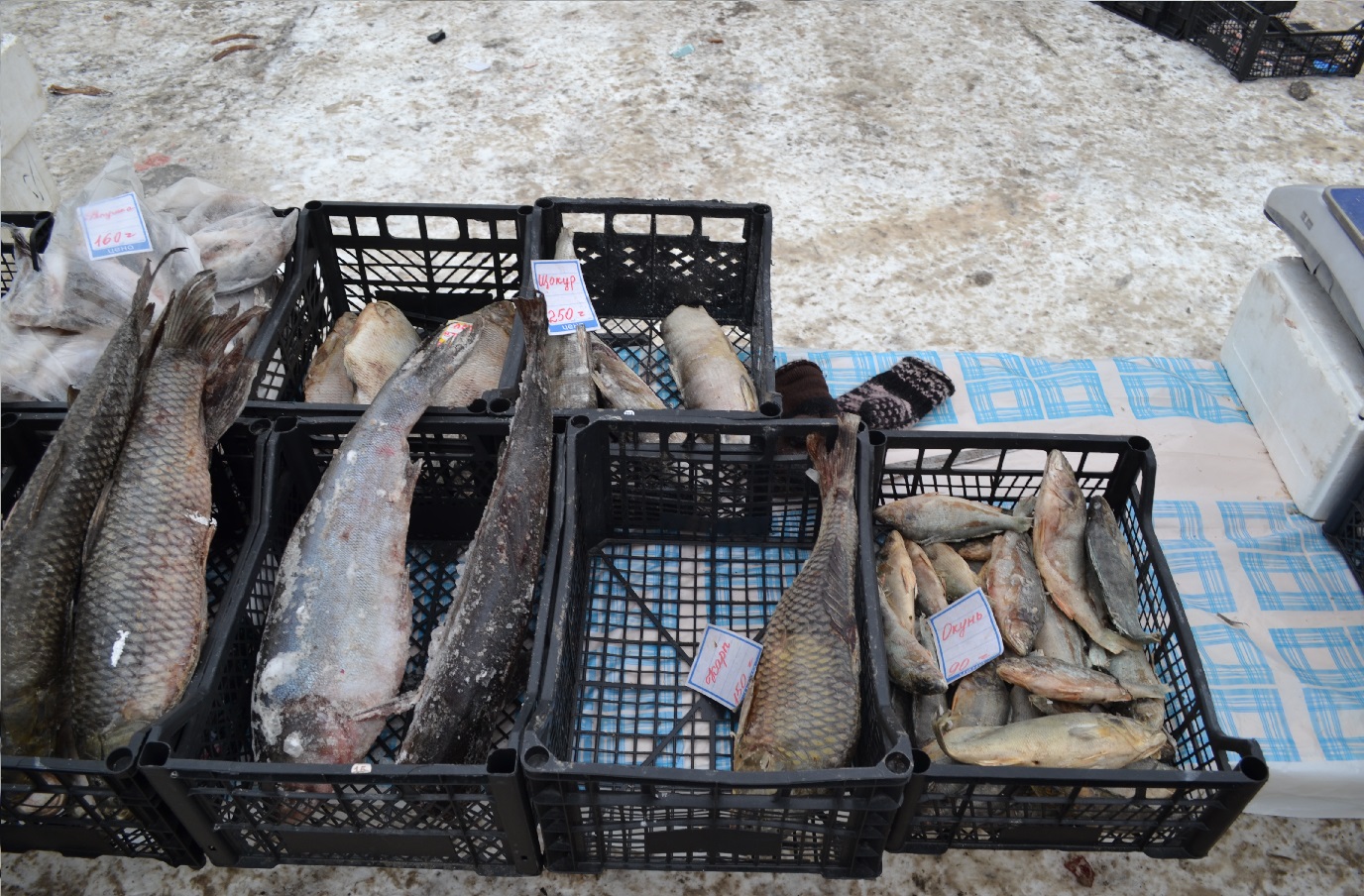 цены на рыбу в Тюмени, ТЦ Порт, ярмарка