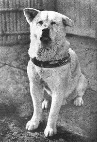 Хатико - знаменитый на весь мир пес