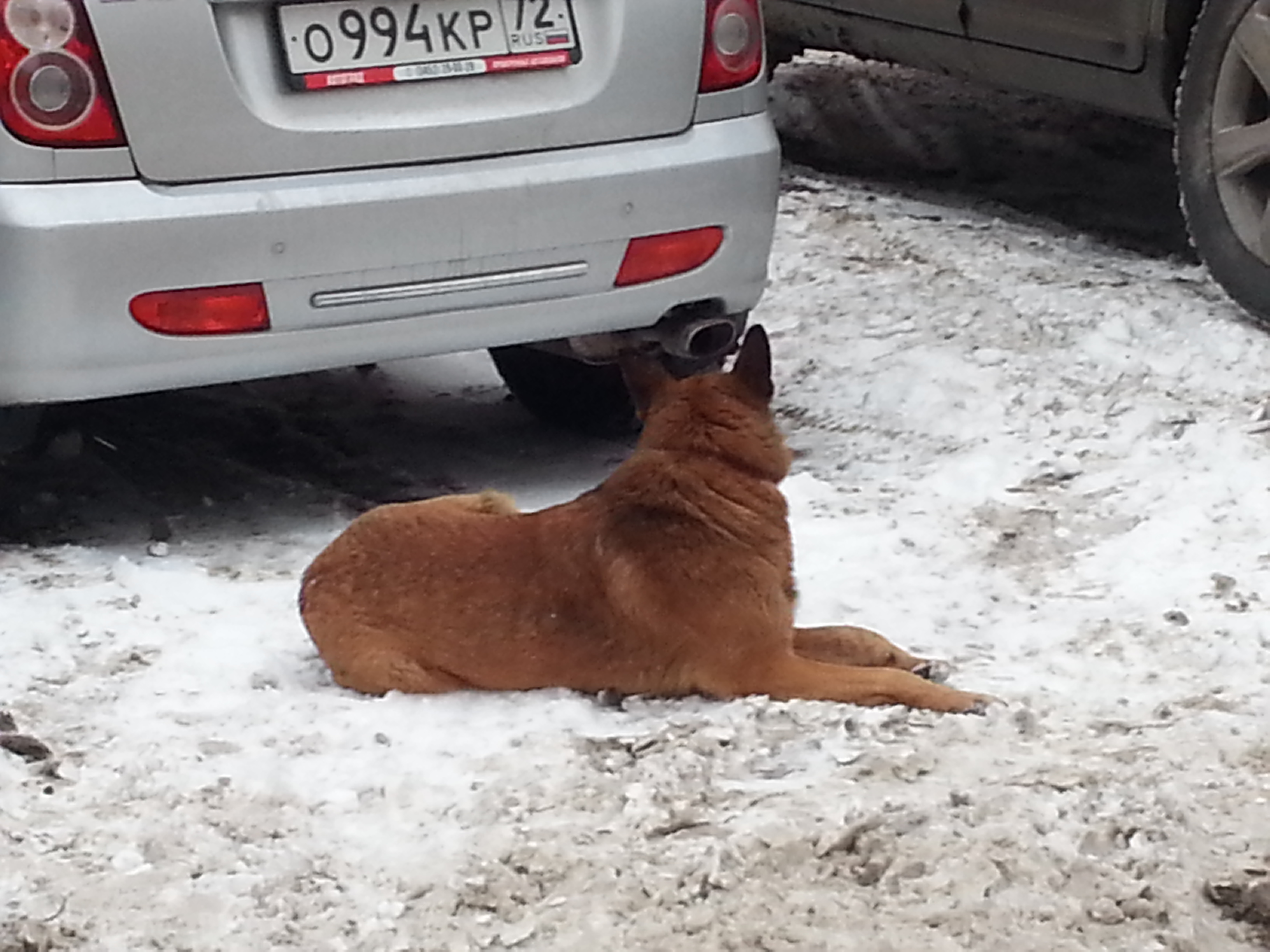 Бездомные собаки в Тюмени фото 