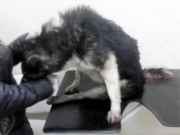 волонтеры пытаются спасти раненного пса в Тюмени