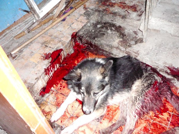 живодер пытался убить собаку в Тюмени