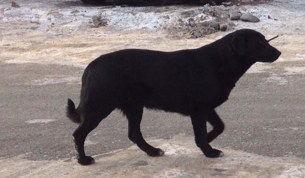 В Тюмени по собакам стреляют из арбалета, фото собак со стрелой в голове 