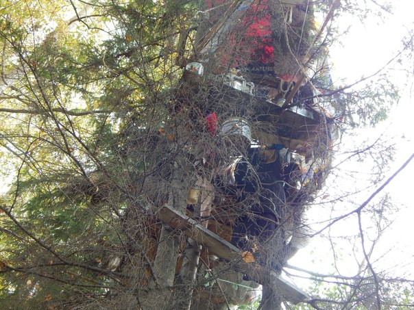 необычные дома в Тюмени, живет тюменец на дереве 