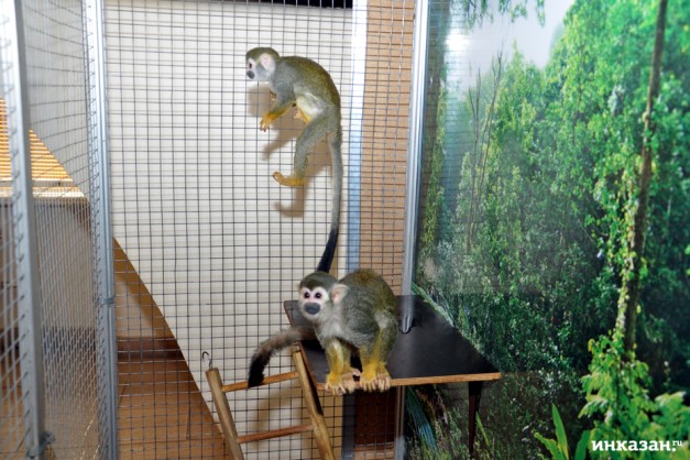 выставка обезьян в Тюмени