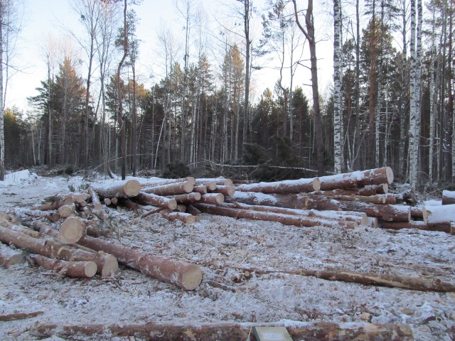 незаконно вырубал лес