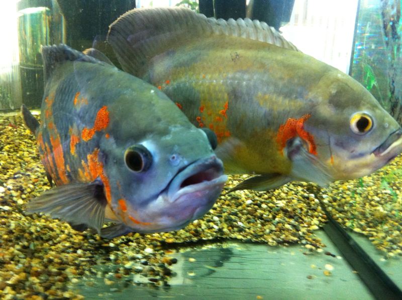 В тобольском мини-зоопарке выдрессировали рыб - 16.03.2015