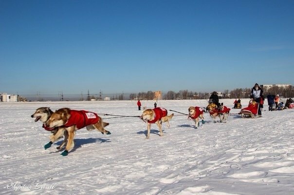 гонки на собачьих упряжках в Иркутске