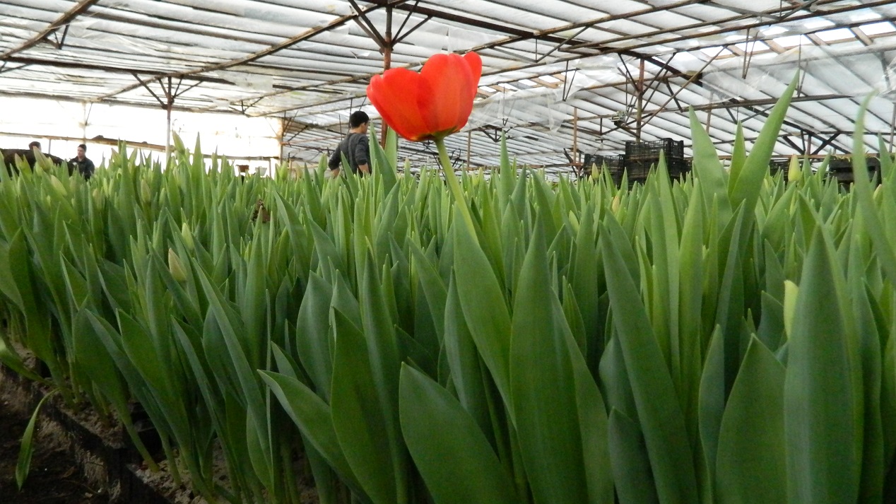 фото тюльпаны в Тюмени, теплица в Ембаево 