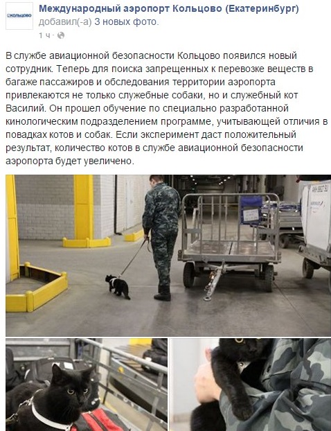 В аэропорту «Кольцово» появился служебный кот Василий - 1 апреля 2016 года