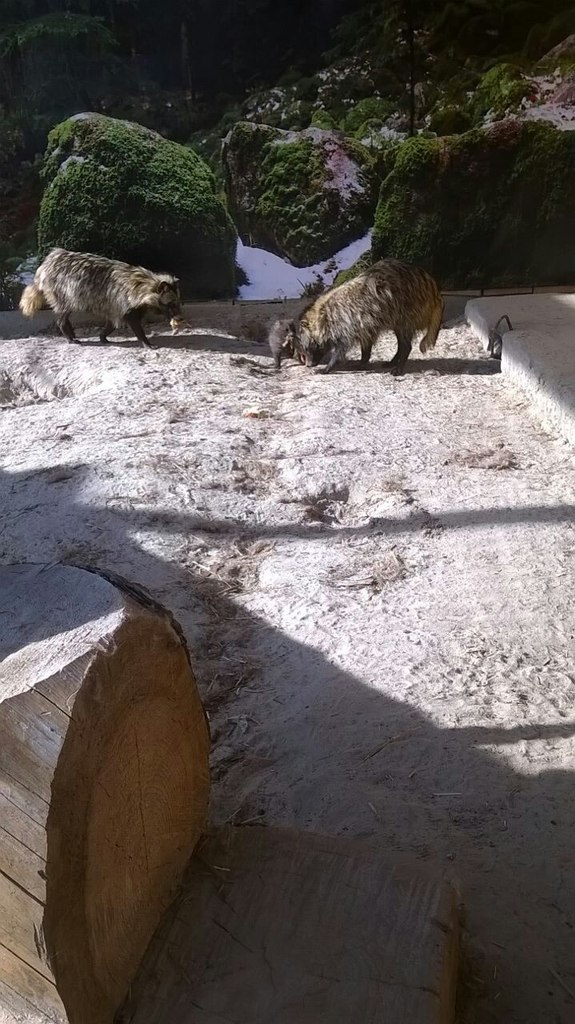 Животные из Тюменского зоопарка, енотовидные собаки - май 2015
