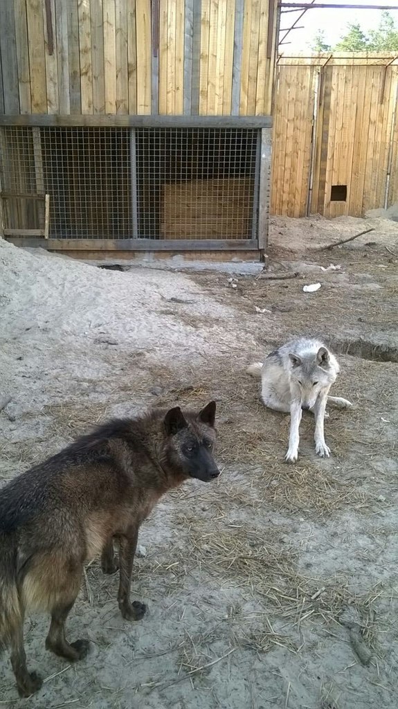 Волки в тюменскои зоопарке - 29 мая 2015