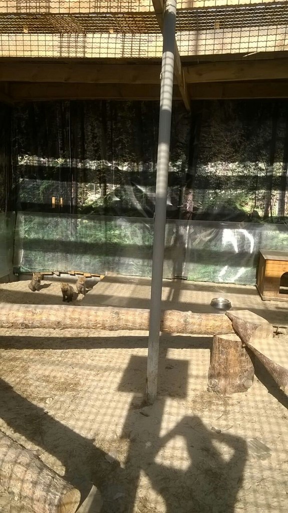 Животные из Тюменского зоопарка, лисицы - май 2015