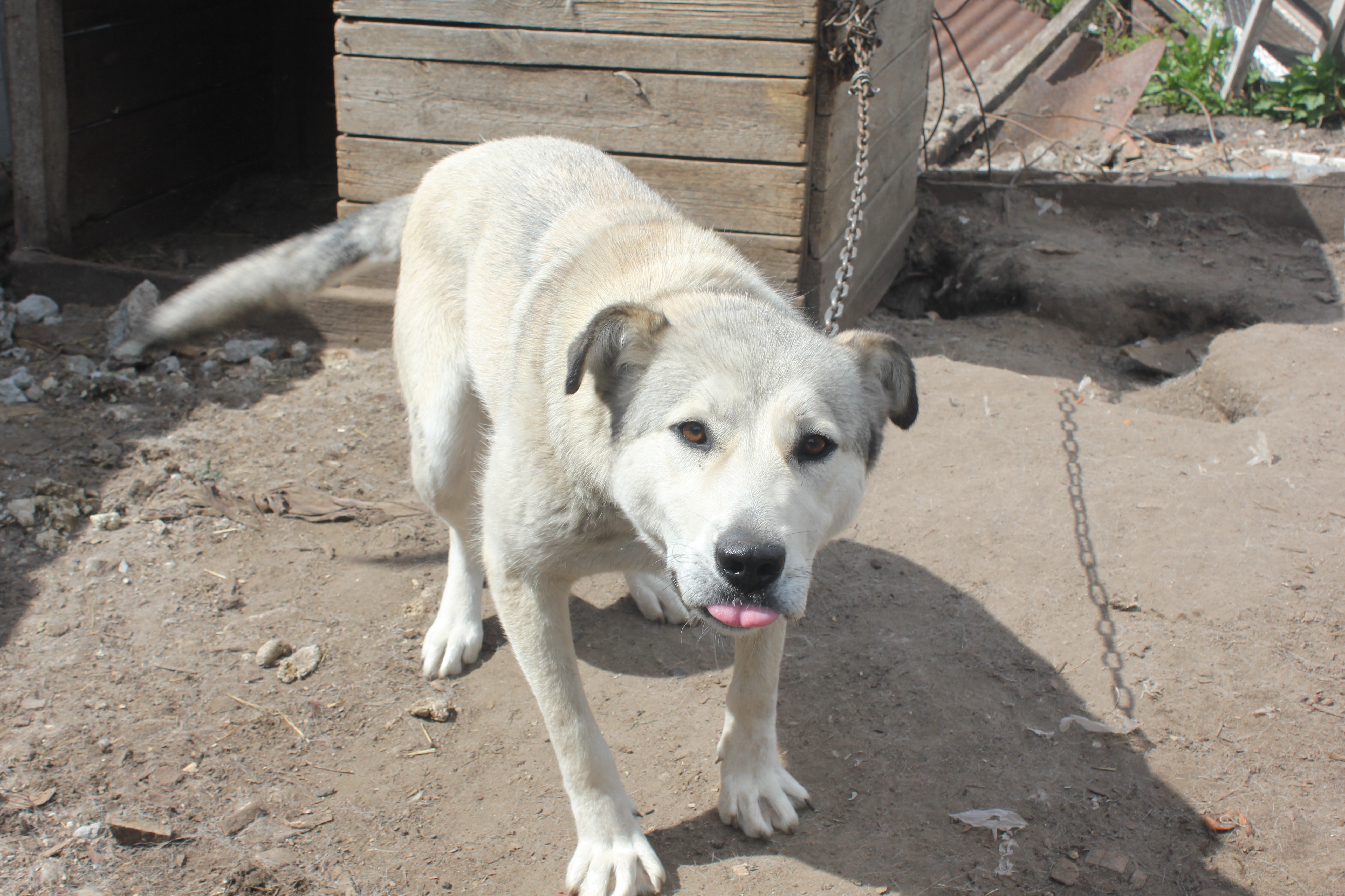 Расправа над собакой в поселке Боровский - 19 мая 2015 года