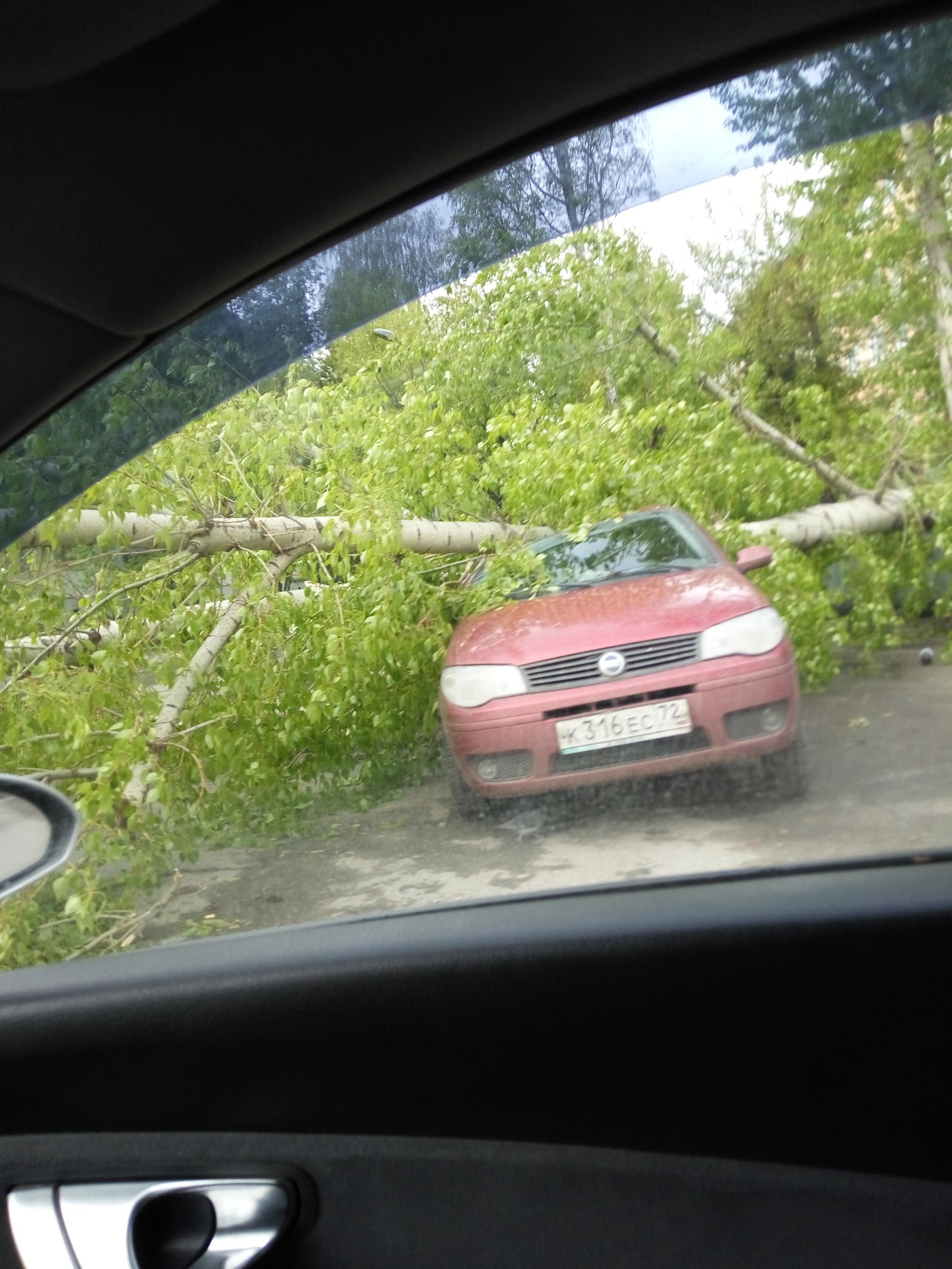 На Геологоразведчиков рухнуло дерево на машину - 11 мая 2016 года