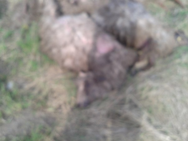 Под Тюменью нашли кучу мертвых овец, фото - 5 мая 2016 года