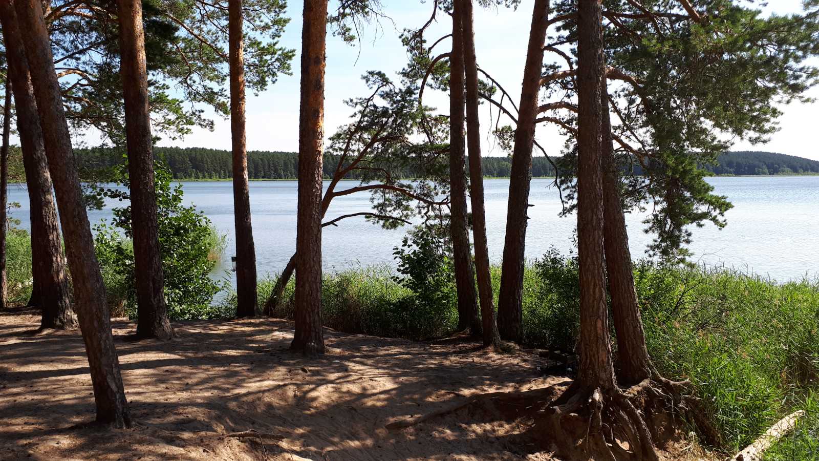 Сосновая тюмень. Жемчужина Тобольского леса. Деревья Тюменской области. Жемчужина Тобольского леса фото. Конкурс дерева лен обл.