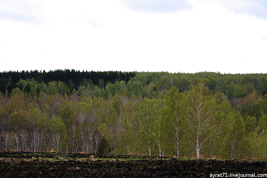 Нежные краски сибирской весны: блоги Айрата Исмагилова, май 2015 года