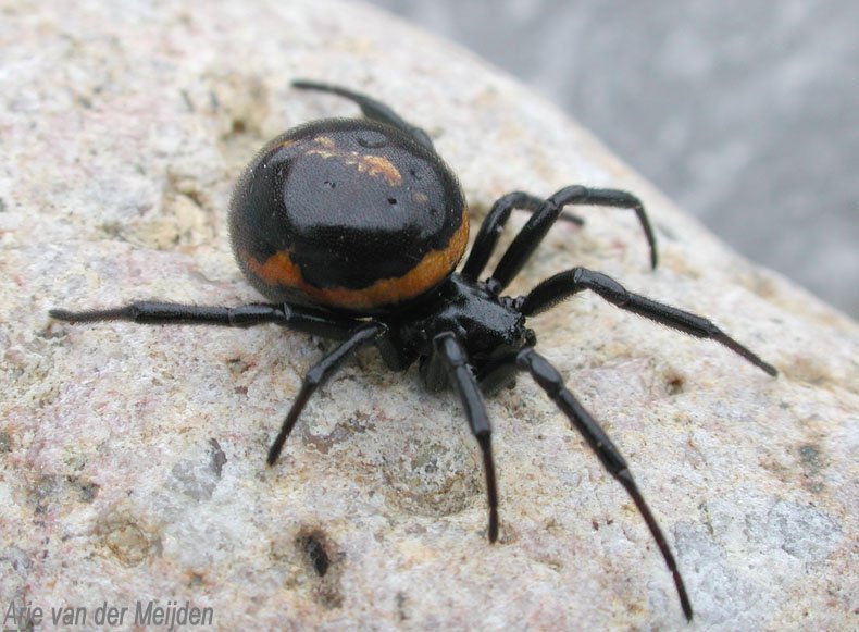Женщину в Кургане укусил ядовитый паук: «черная вдова» может мигрировать и  в Тюменскую область | Наша Газета