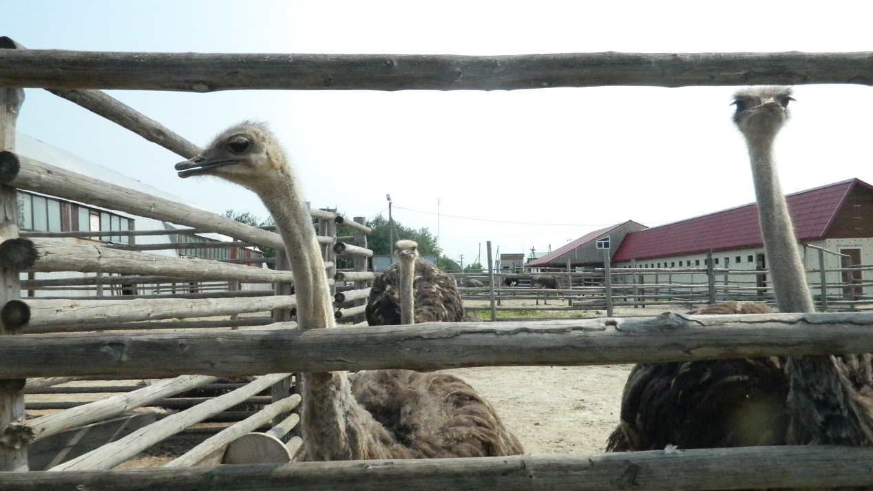 фоторепортаж из страусиной фермы под в селе Чикча Тюменский страус, фото страусов