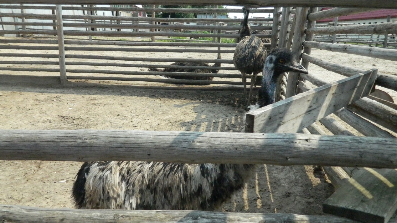 фоторепортаж из страусиной фермы под в селе Чикча Тюменский страус, фото австралийского страуса Эму