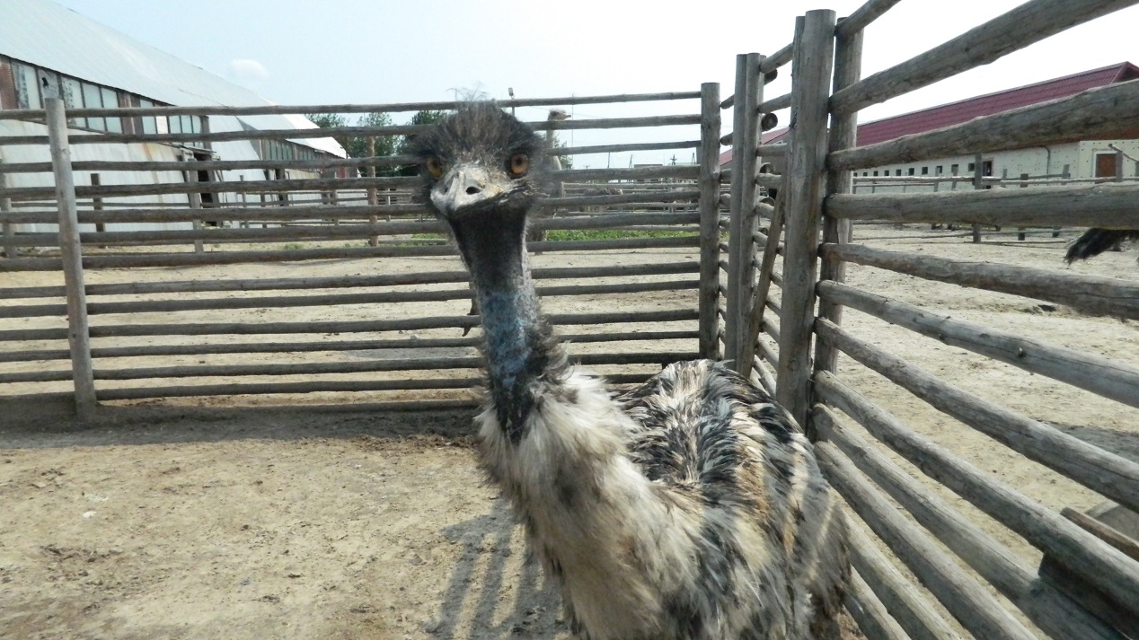 фоторепортаж из страусиной фермы под в селе Чикча Тюменский страус, фото австралийского страуса Эму