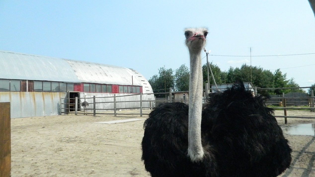 фоторепортаж из страусиной фермы под в селе Чикча Тюменский страус, фото взрослого страуса