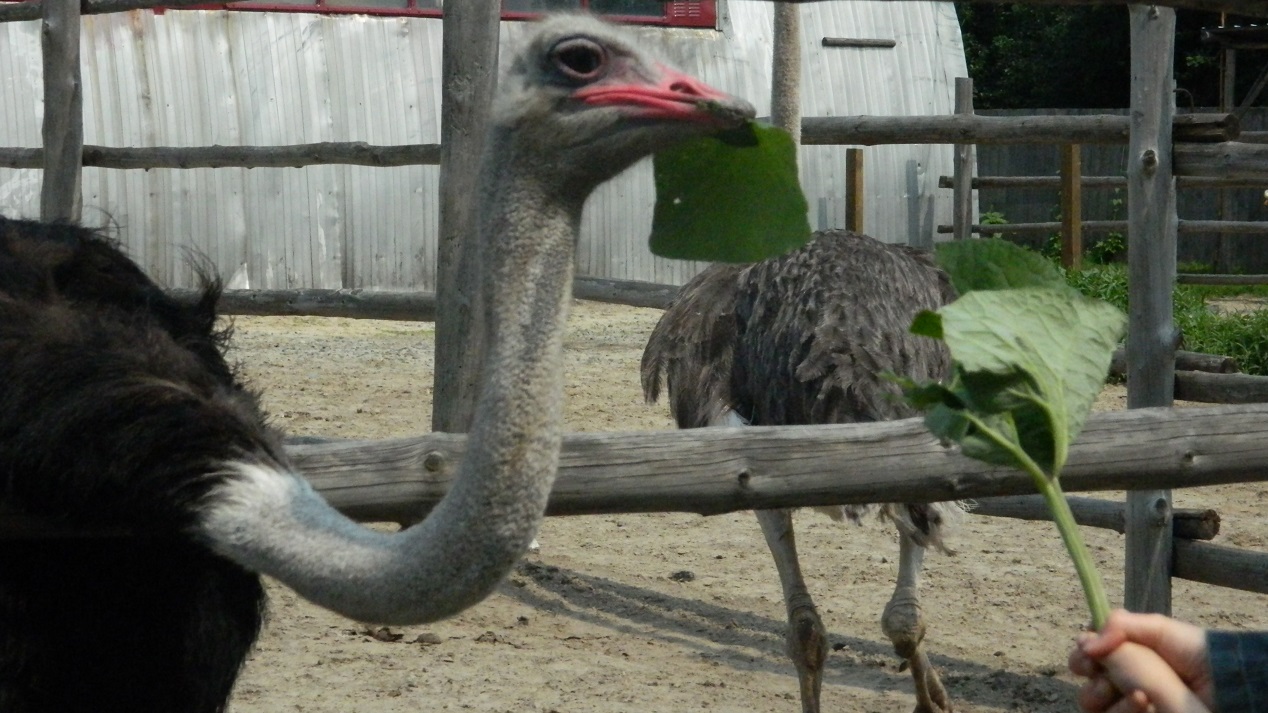 фоторепортаж из страусиной фермы под в селе Чикча Тюменский страус, фото страуса