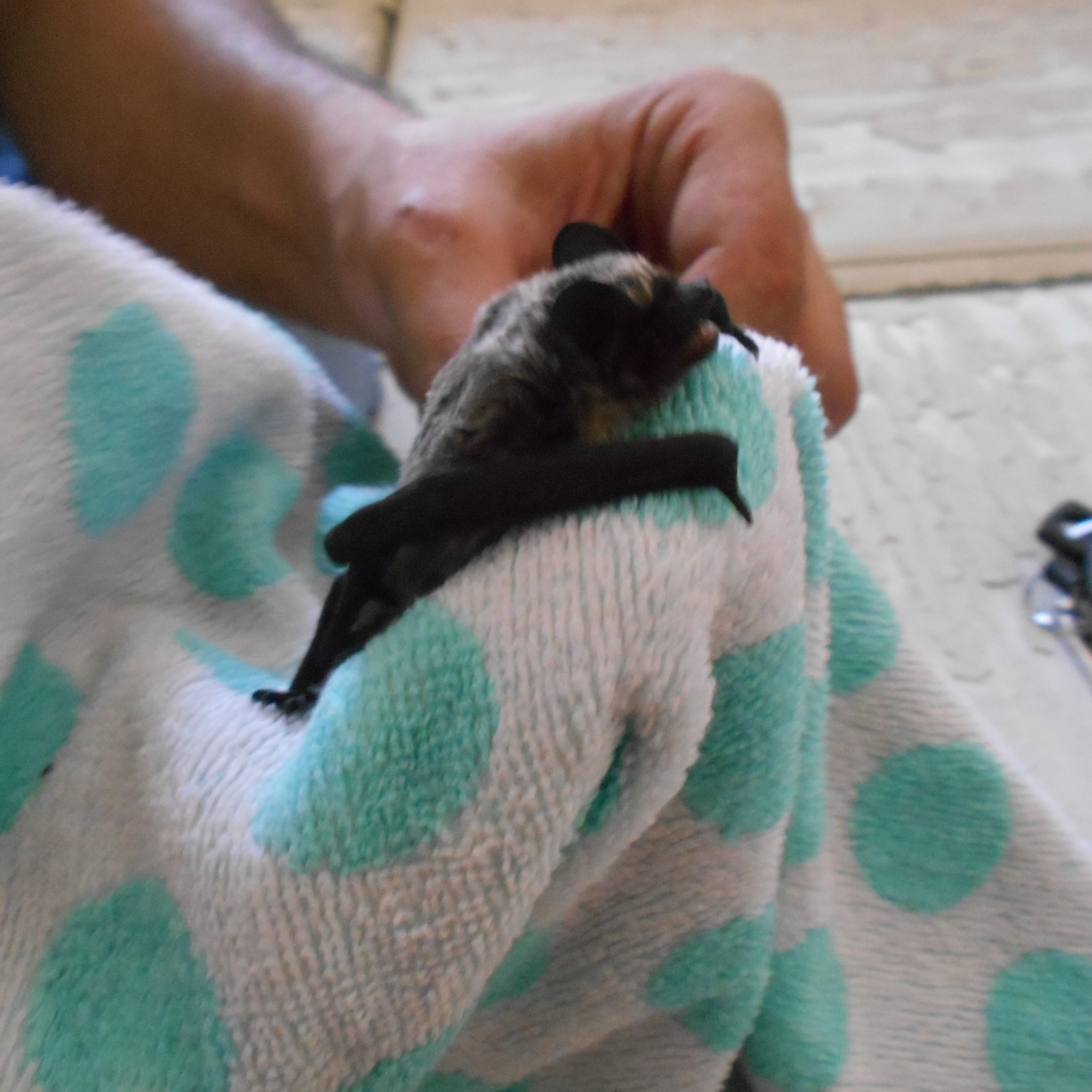 Тюменка нашла на своем балконе стаю летучих мышей - 10 июля 2016 года