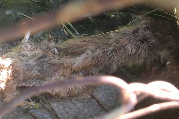 Эксперты ОНФ проверили в Тобольске траты на утилизацию бездомных животных