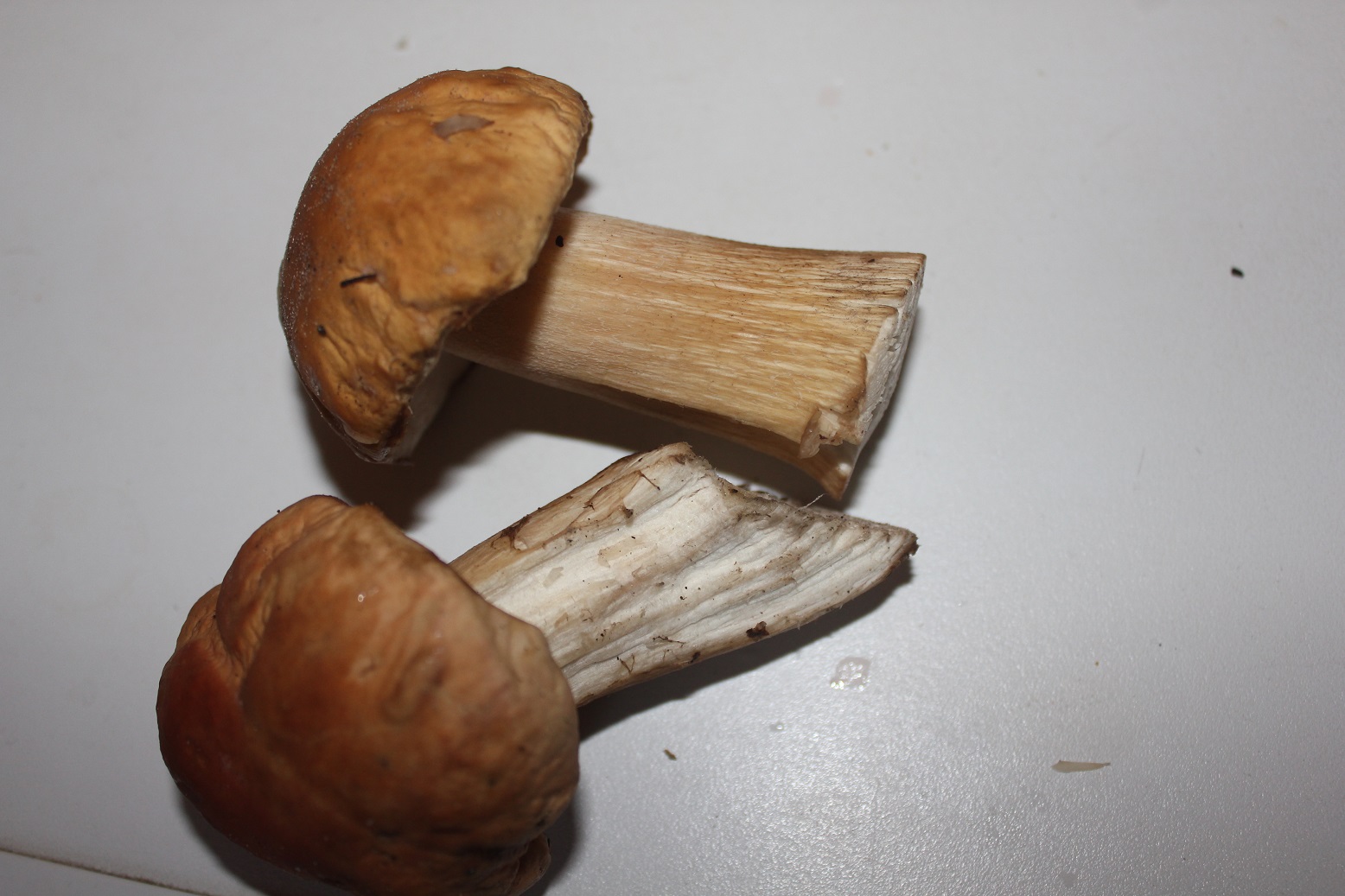 Первые признаки при отравлении грибами - 4 сентября 2015 года