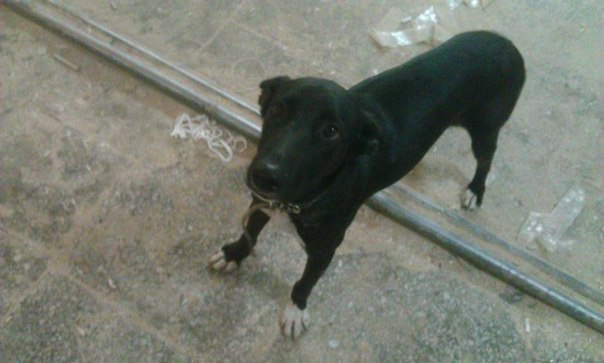 В Тюмени съели собаку - 27 сентября 2015 года