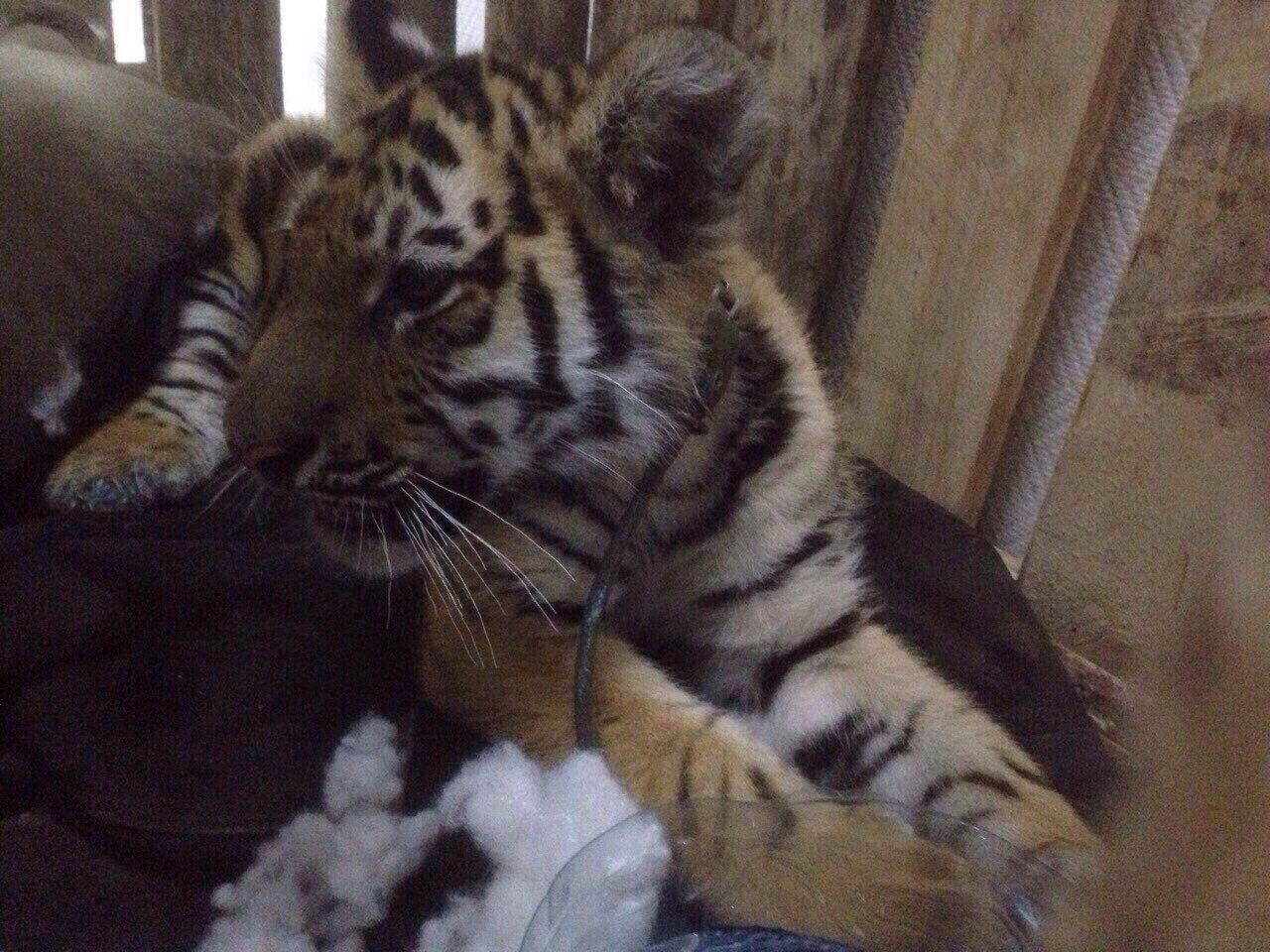МВД спасло амурского тигренка, забрав его у торговцев в Нижневартовске - 6 октября 2015 года
