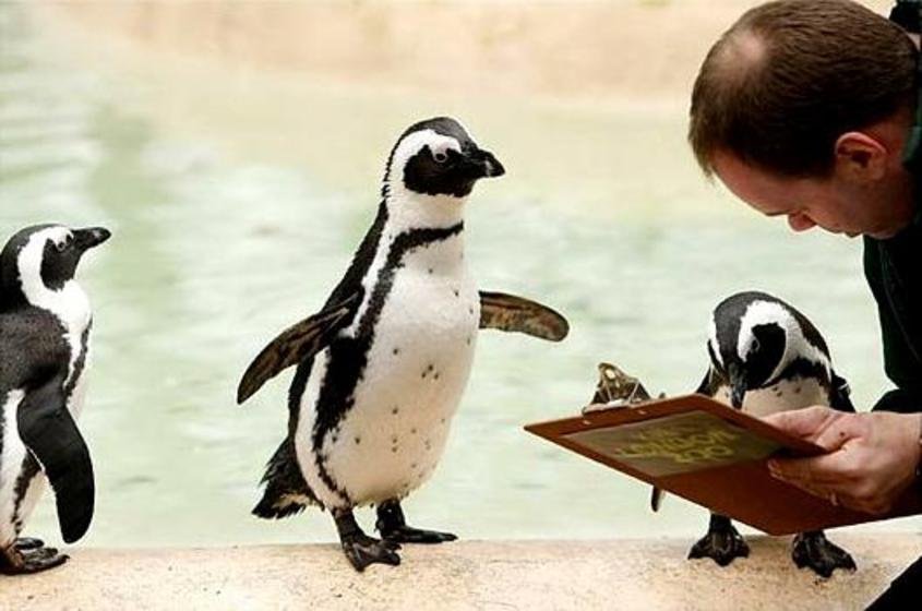 переворачиватель пингвинов картинки, фото. смешные вакансии 